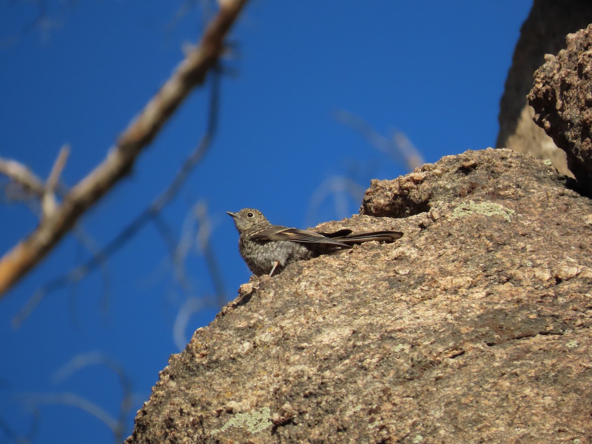 Townsend's Solitaire - ML638846963