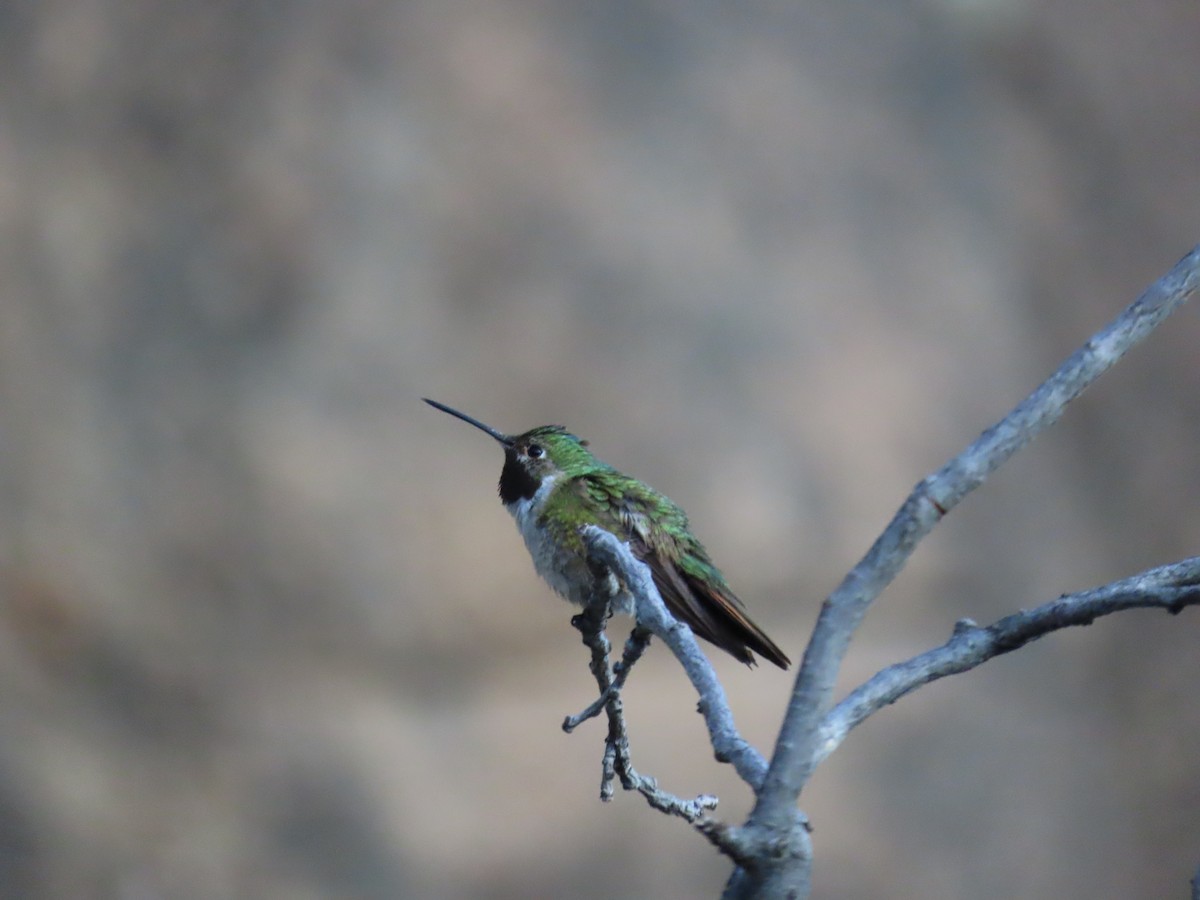 kalypta širokoocasá - ML638846980