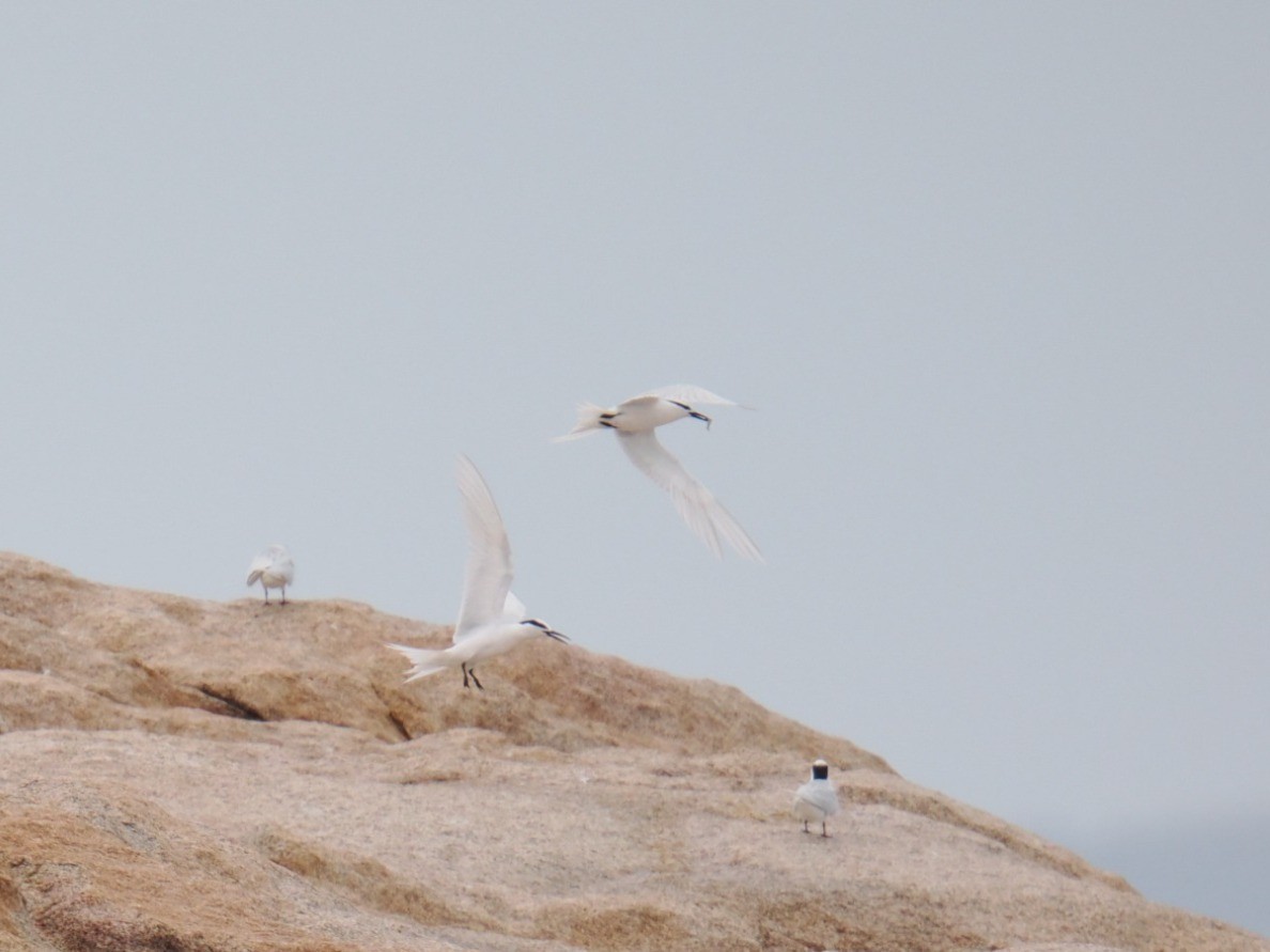 Black-naped Tern - ML638847071
