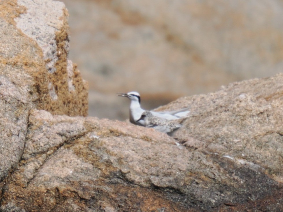 Black-naped Tern - ML638847072