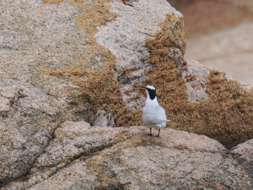 Black-naped Tern - ML638847073