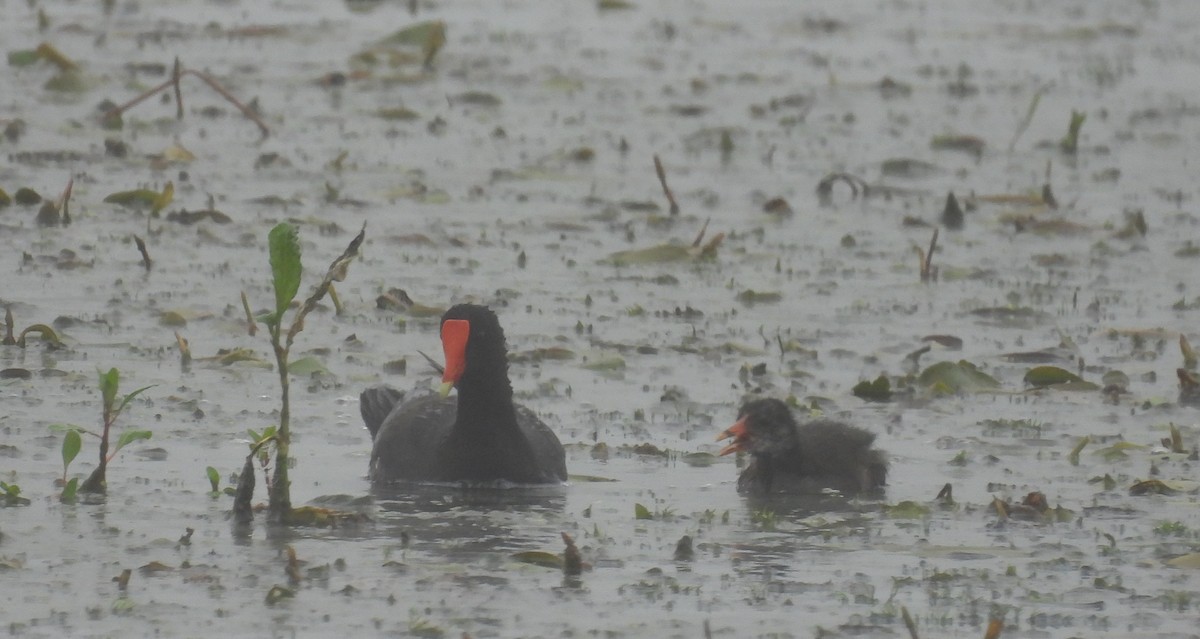 Common Gallinule - ML638847180