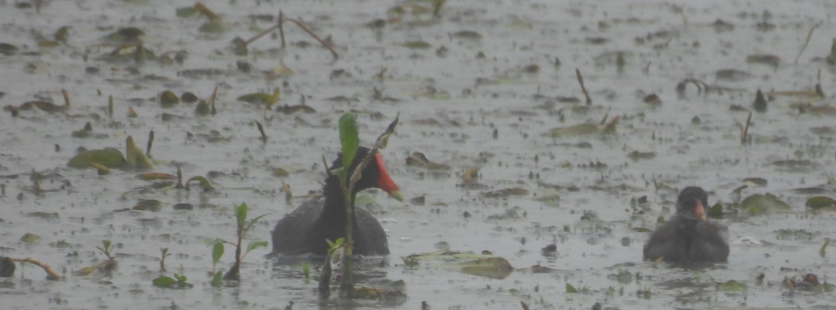 Common Gallinule - ML638847192