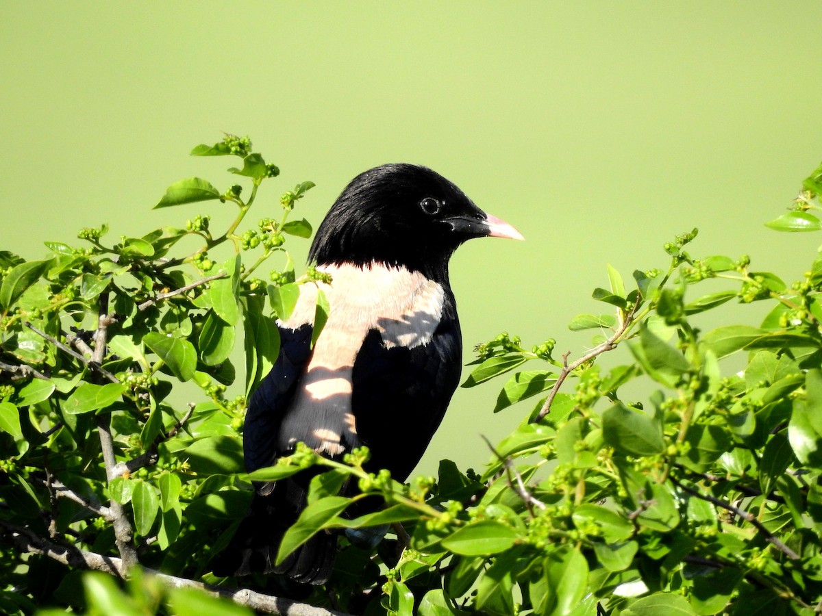 粉紅椋鳥 - ML638847198