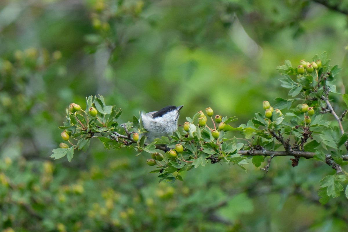 Marsh Tit - ML638847213