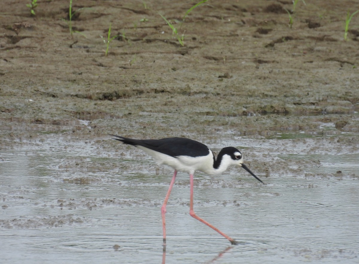 Black-necked Stilt - ML638847230