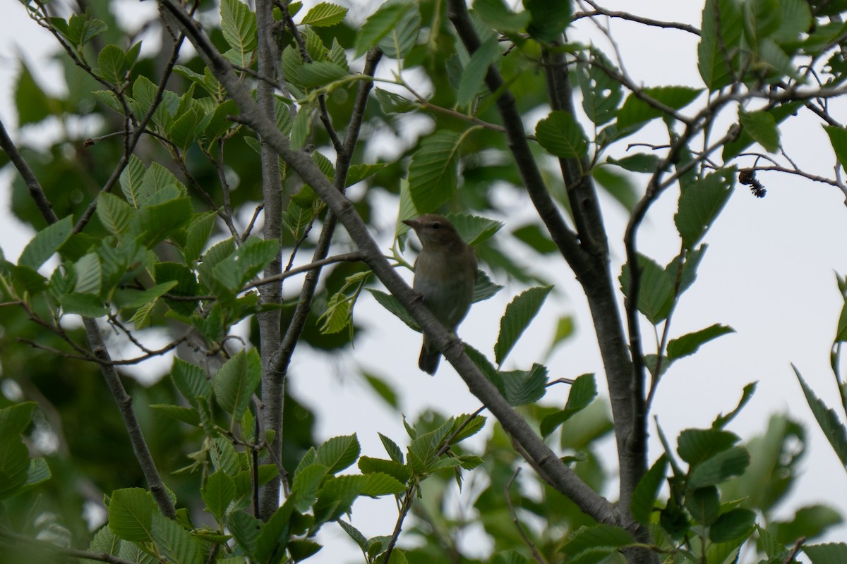 Garden Warbler - ML638847232