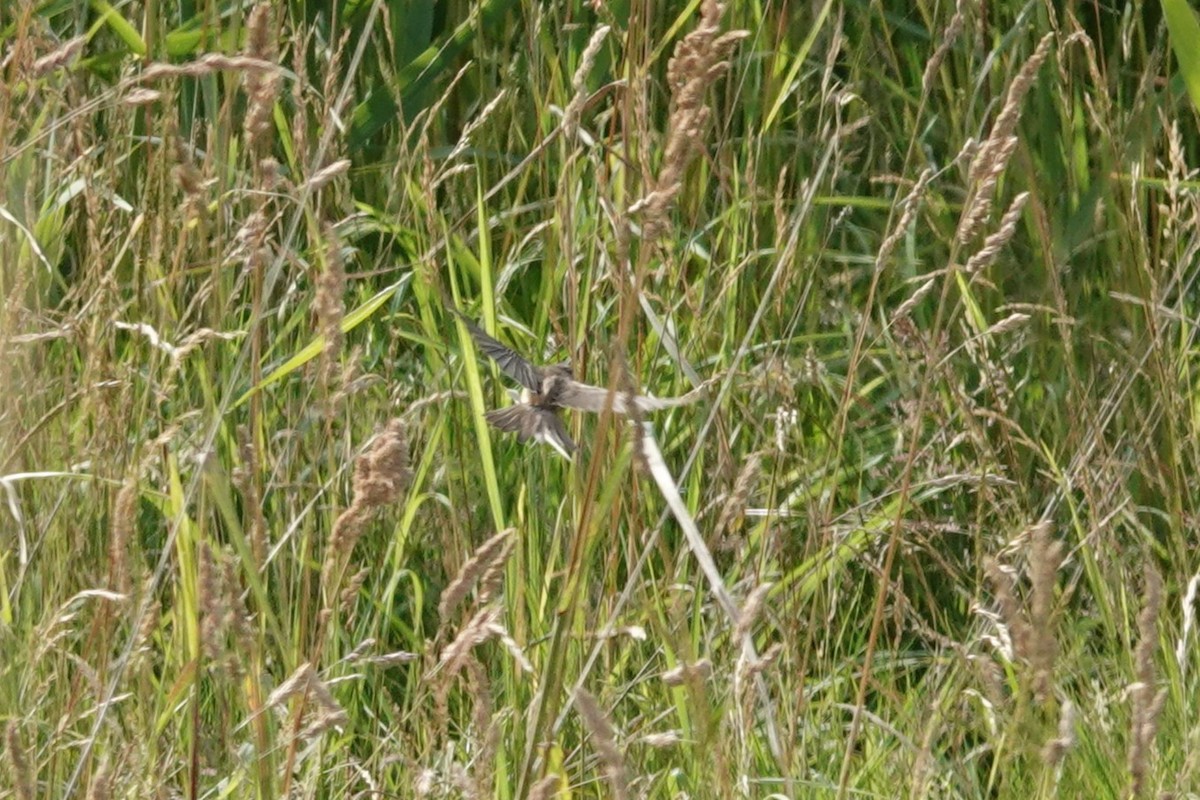 Sedge Warbler - ML638847265
