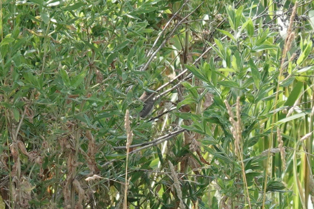 Sedge Warbler - ML638847266
