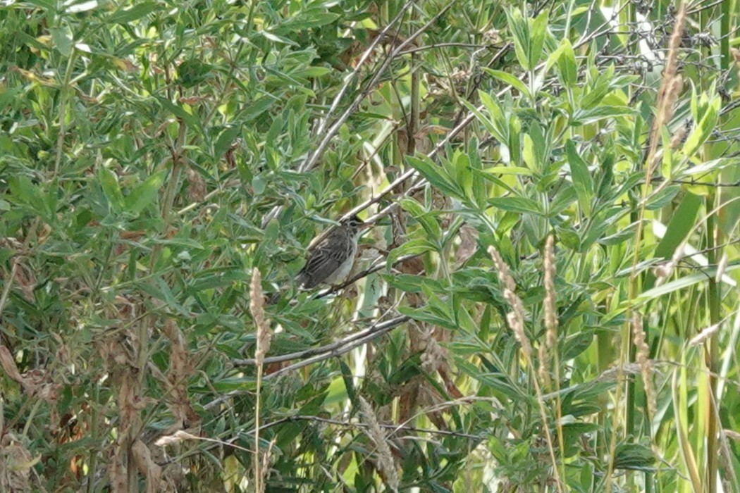Sedge Warbler - ML638847268