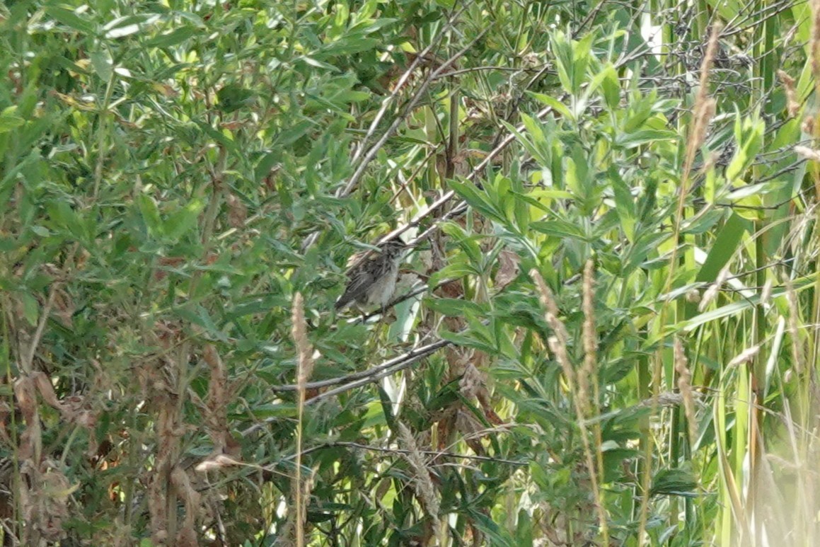 Sedge Warbler - ML638847270