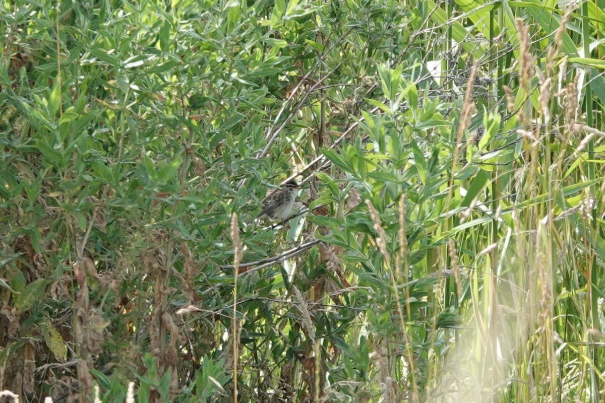 Sedge Warbler - ML638847271
