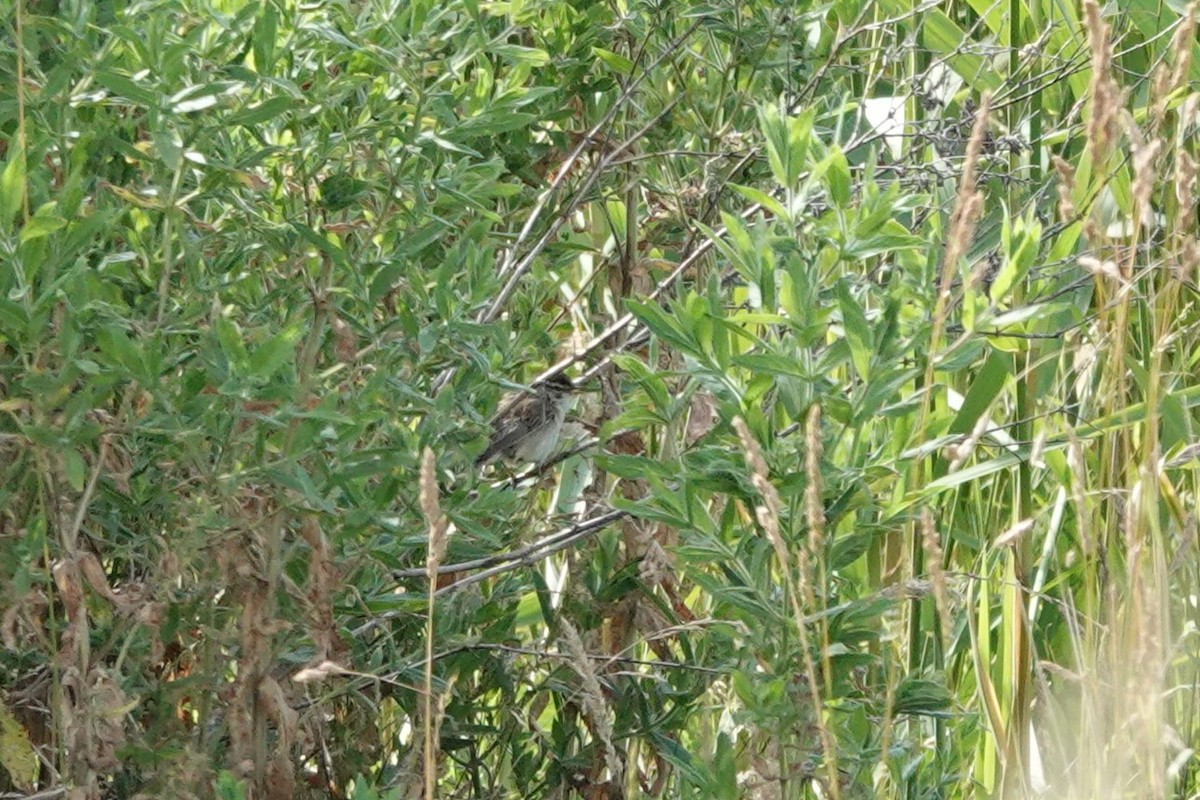 Sedge Warbler - ML638847272