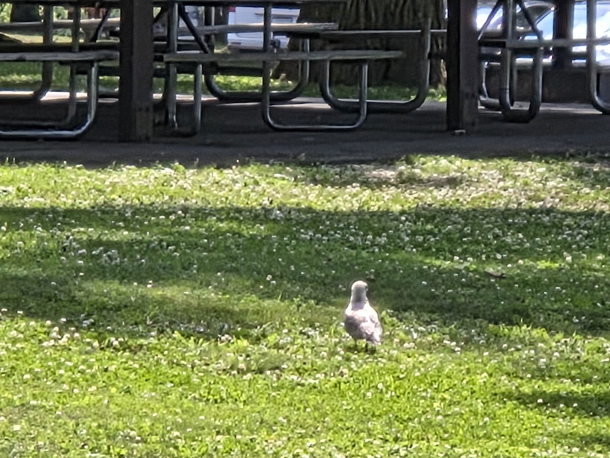 Ring-billed Gull - ML638847282