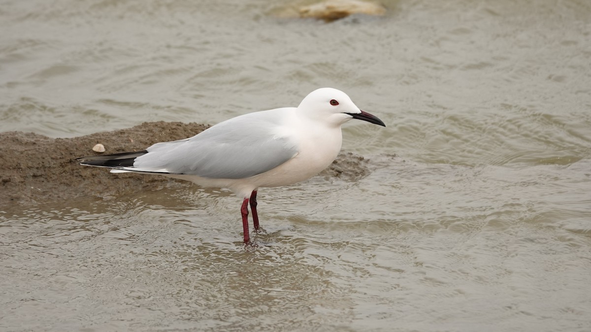 Slender-billed Gull - ML638847295