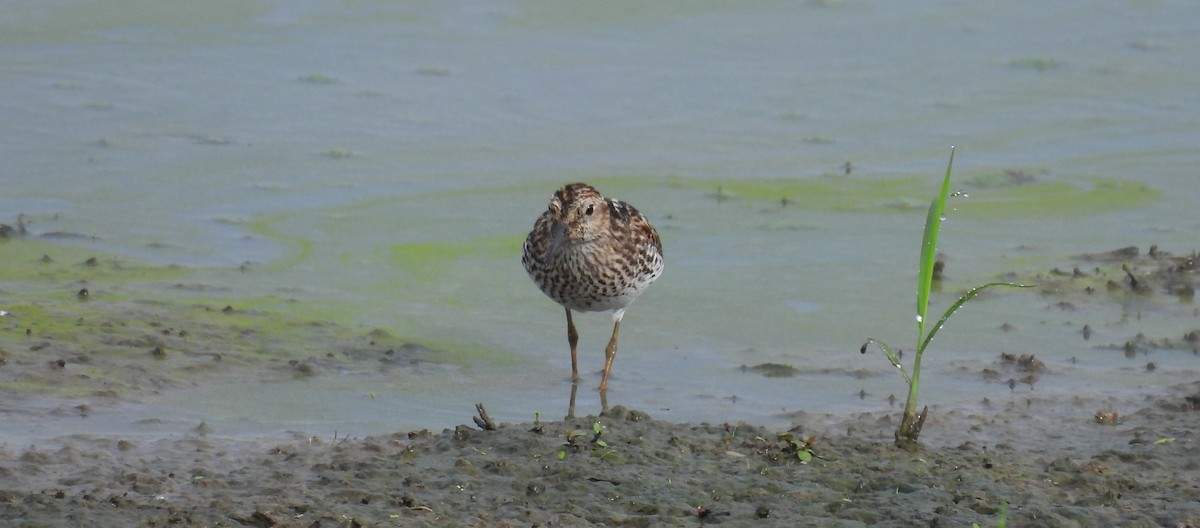 Least Sandpiper - ML638847298