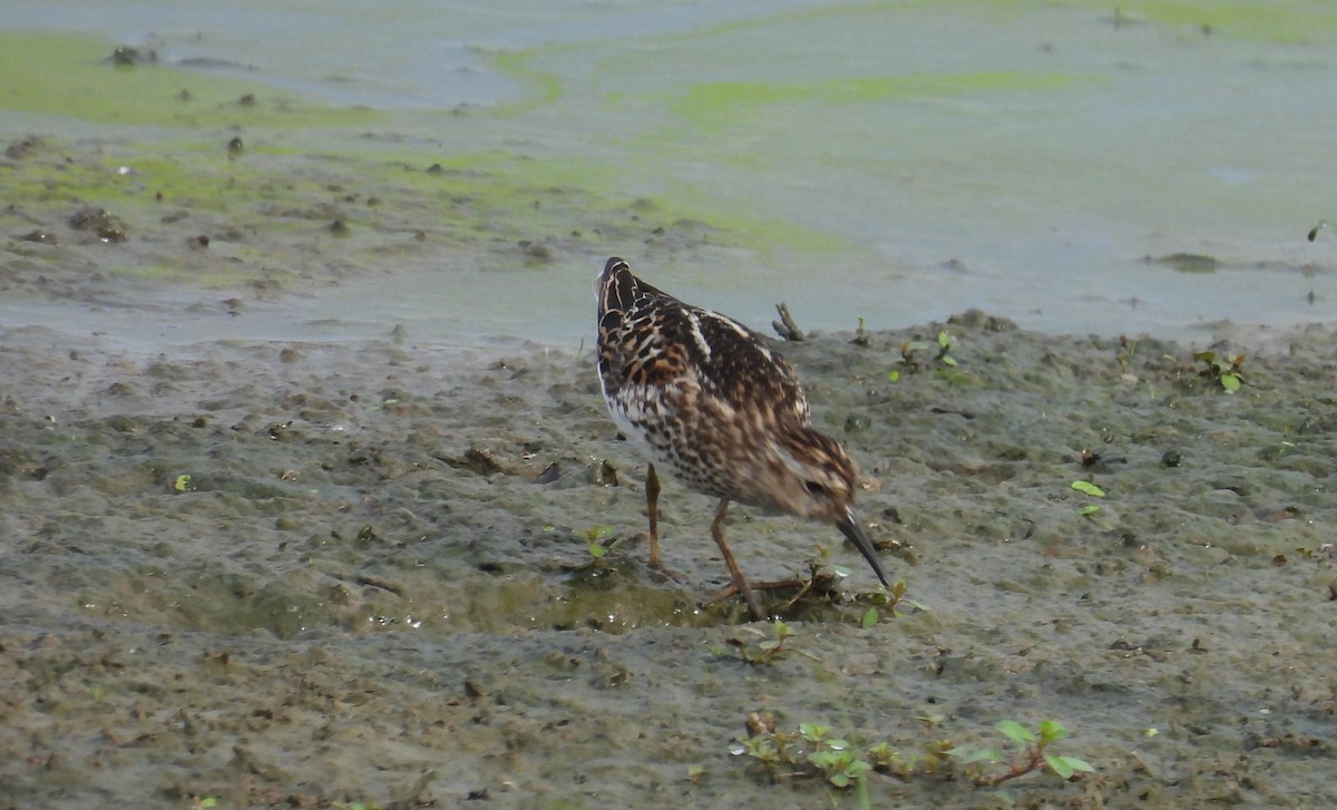 Least Sandpiper - ML638847310