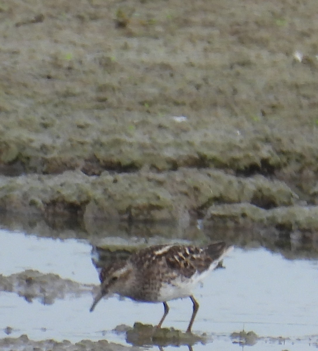 Least Sandpiper - ML638847315