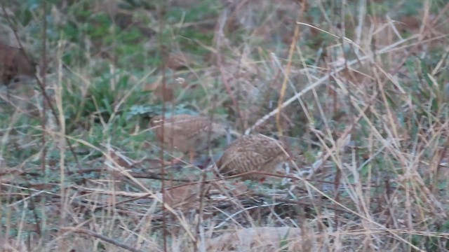 Rock Bush-Quail - ML638847366