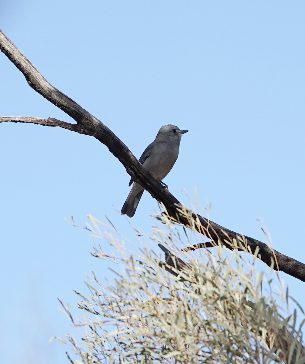 Gray Shrikethrush - ML638847396