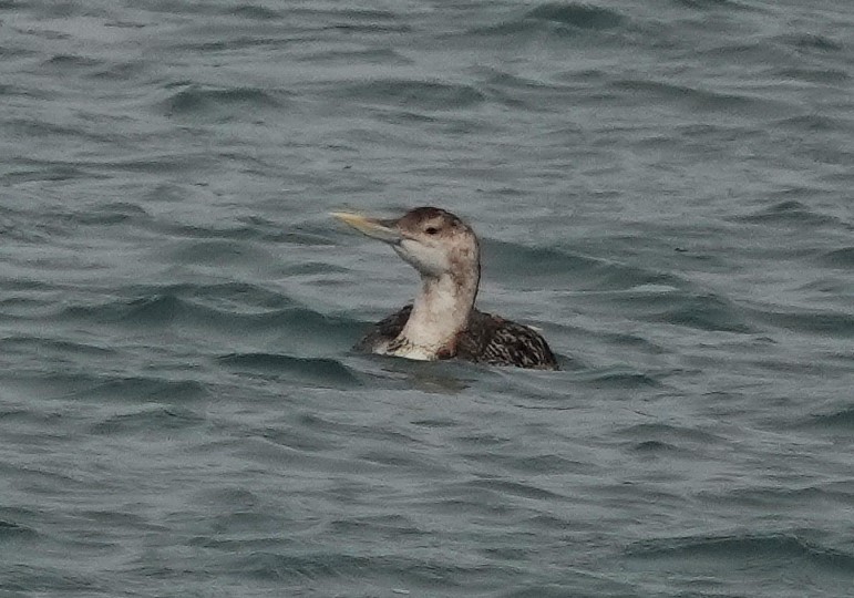 Plongeon à bec blanc - ML638847397