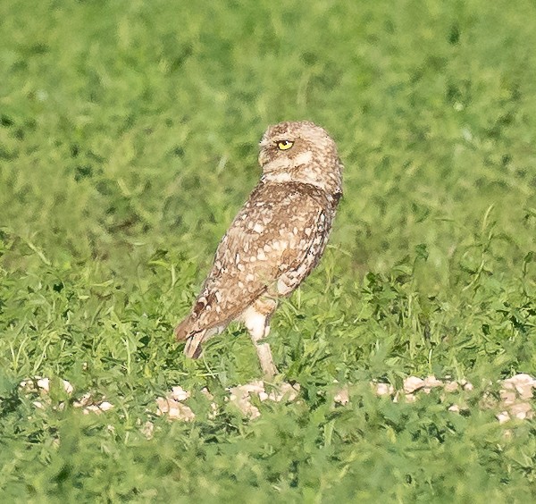 Burrowing Owl - ML638847436