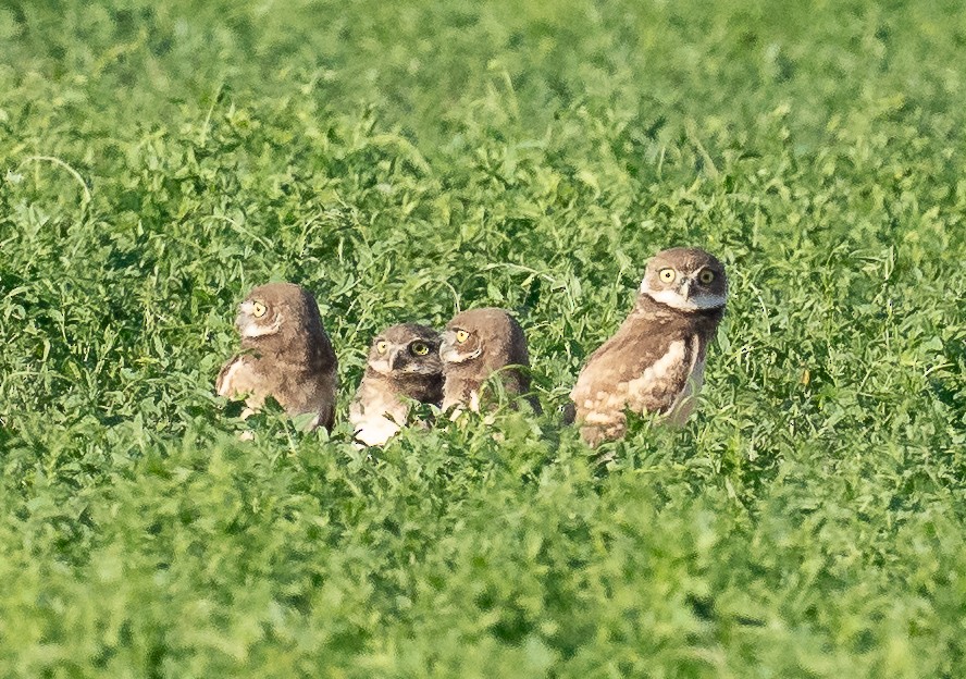 Burrowing Owl - ML638847437
