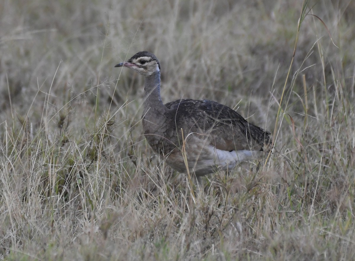 White-bellied Bustard - ML638847481