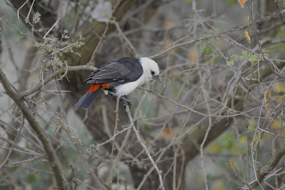 White-headed Buffalo-Weaver - ML638847553