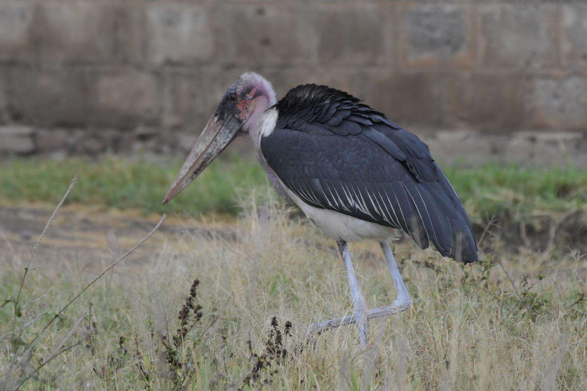 Marabou Stork - ML638847650