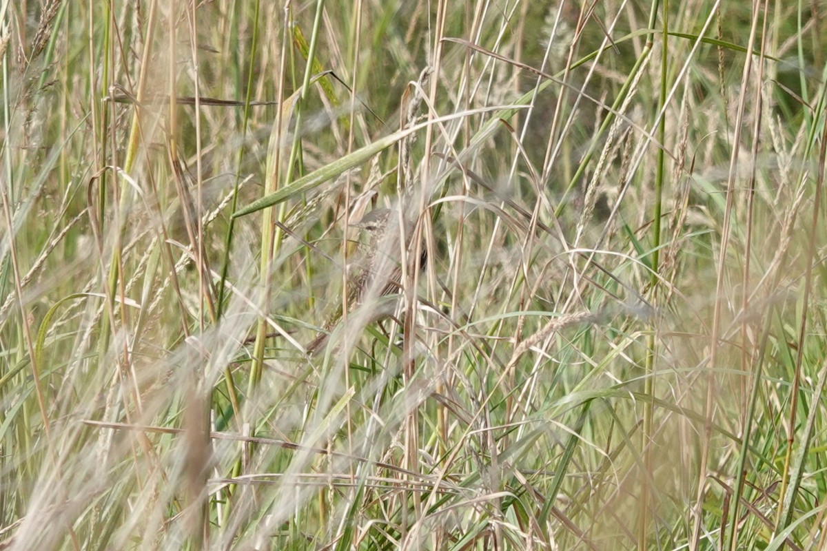Paseriforme sp. - ML638847724