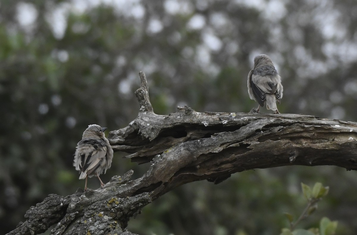 Gray-capped Social-Weaver - ML638847729