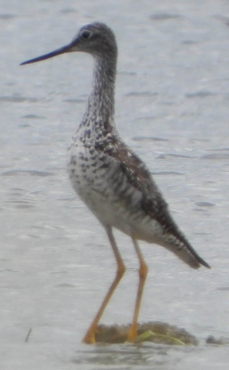 Greater Yellowlegs - ML638847730