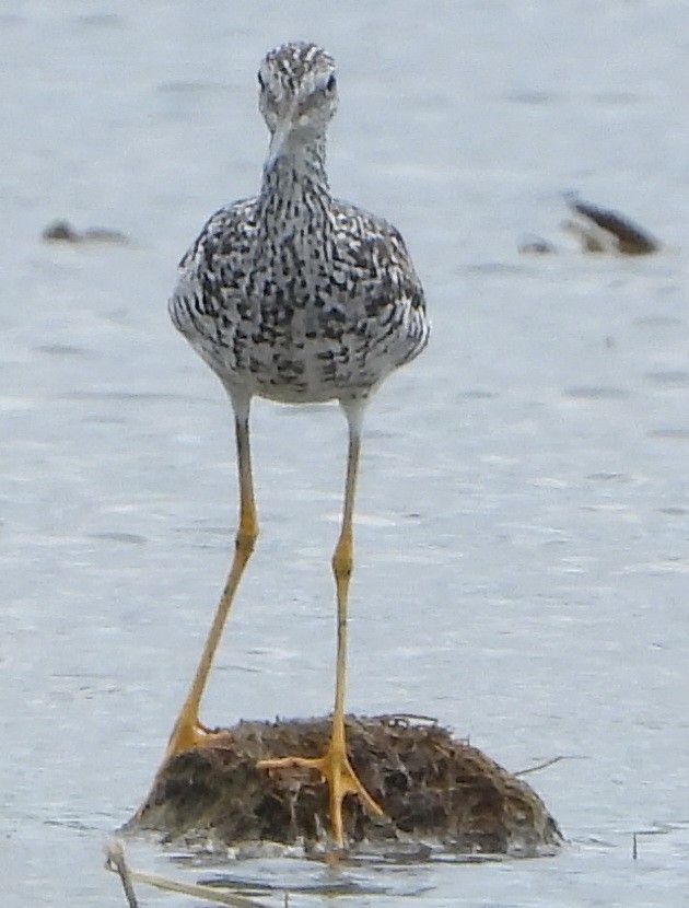 Greater Yellowlegs - ML638847731
