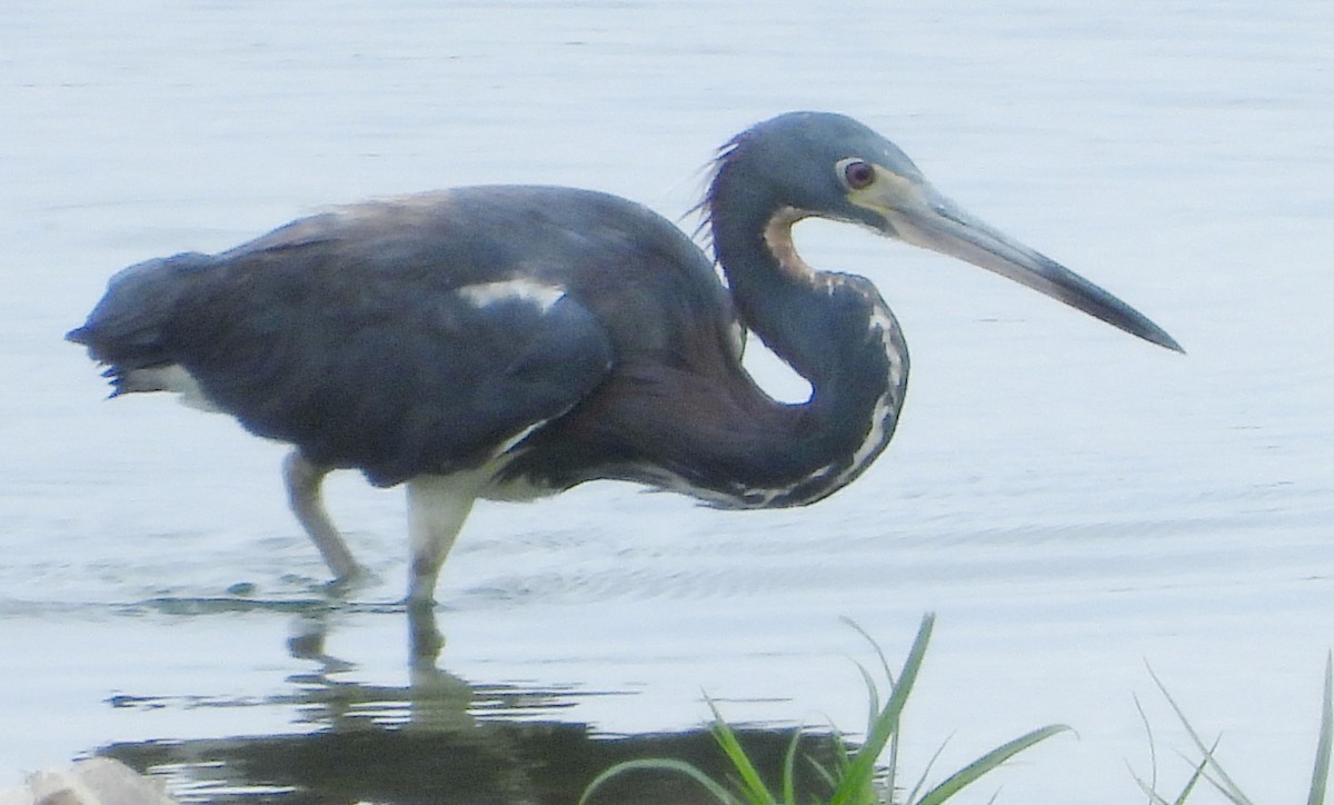 Tricolored Heron - ML638847769