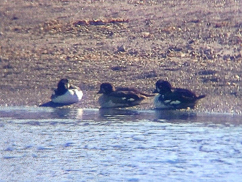 Barrow's Goldeneye - ML638847794