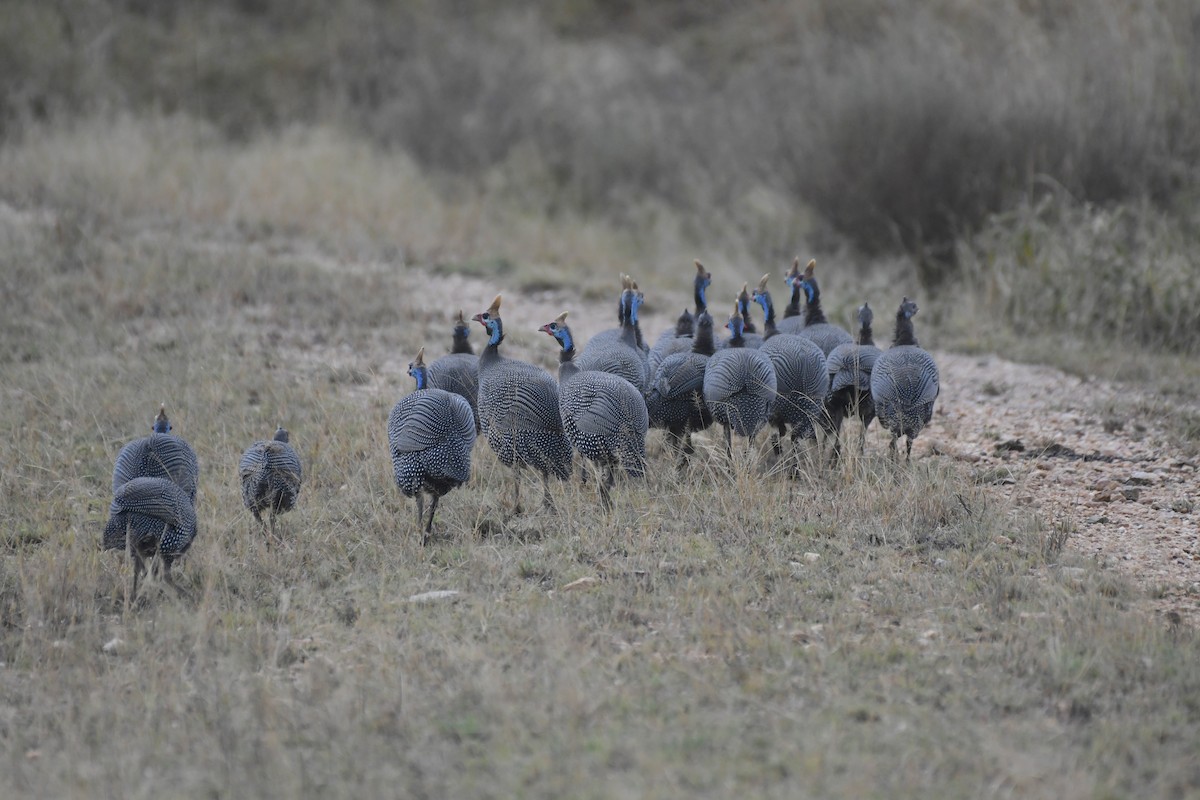 Helmeted Guineafowl - ML638847811