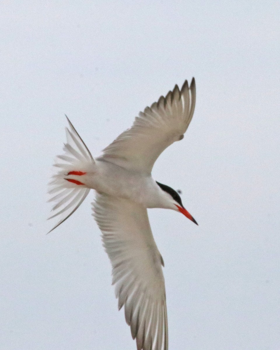 Common Tern - ML638847852