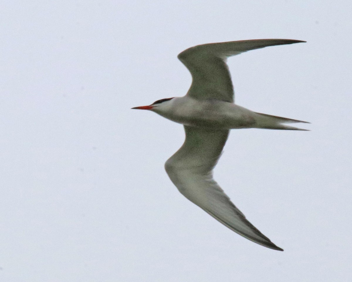 Common Tern - ML638847853