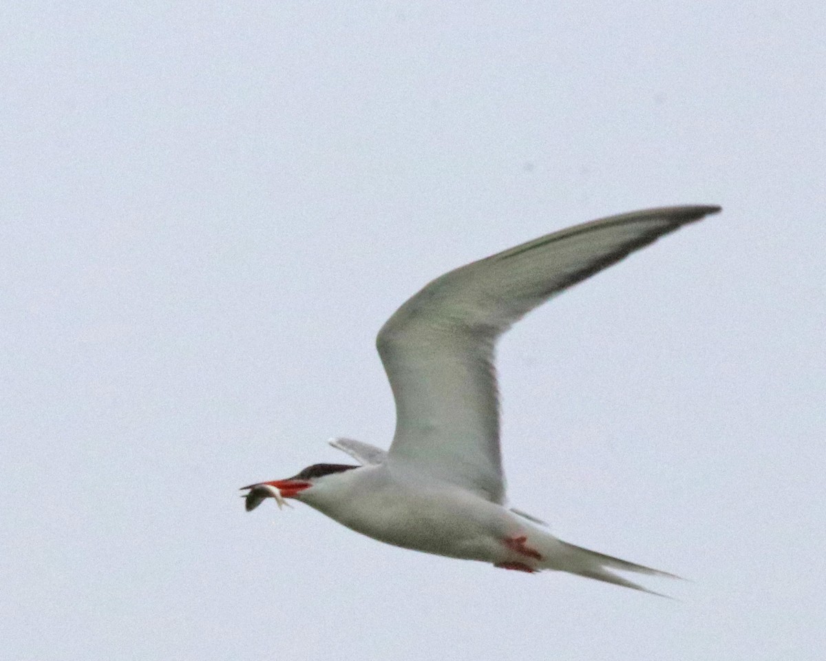 Common Tern - ML638847854