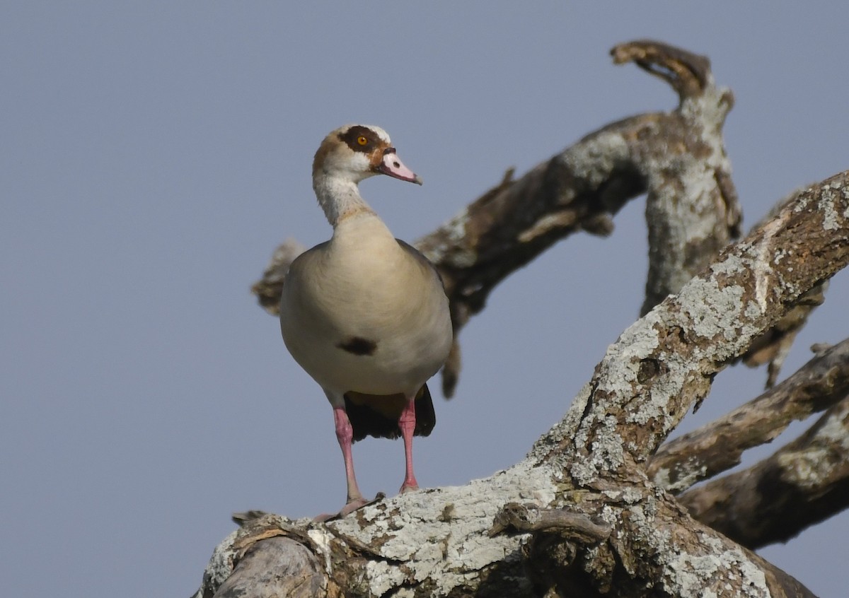 Egyptian Goose - ML638847878
