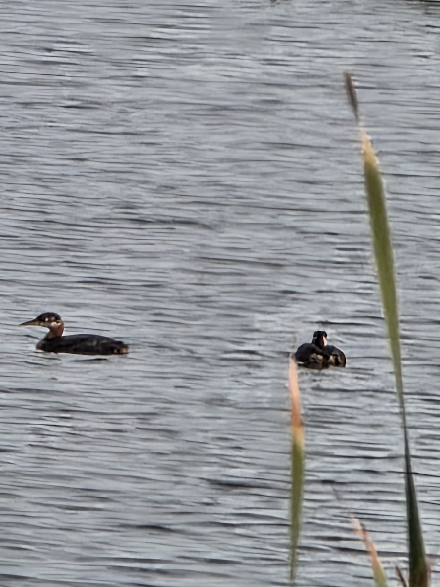 Red-necked Grebe - ML638847883