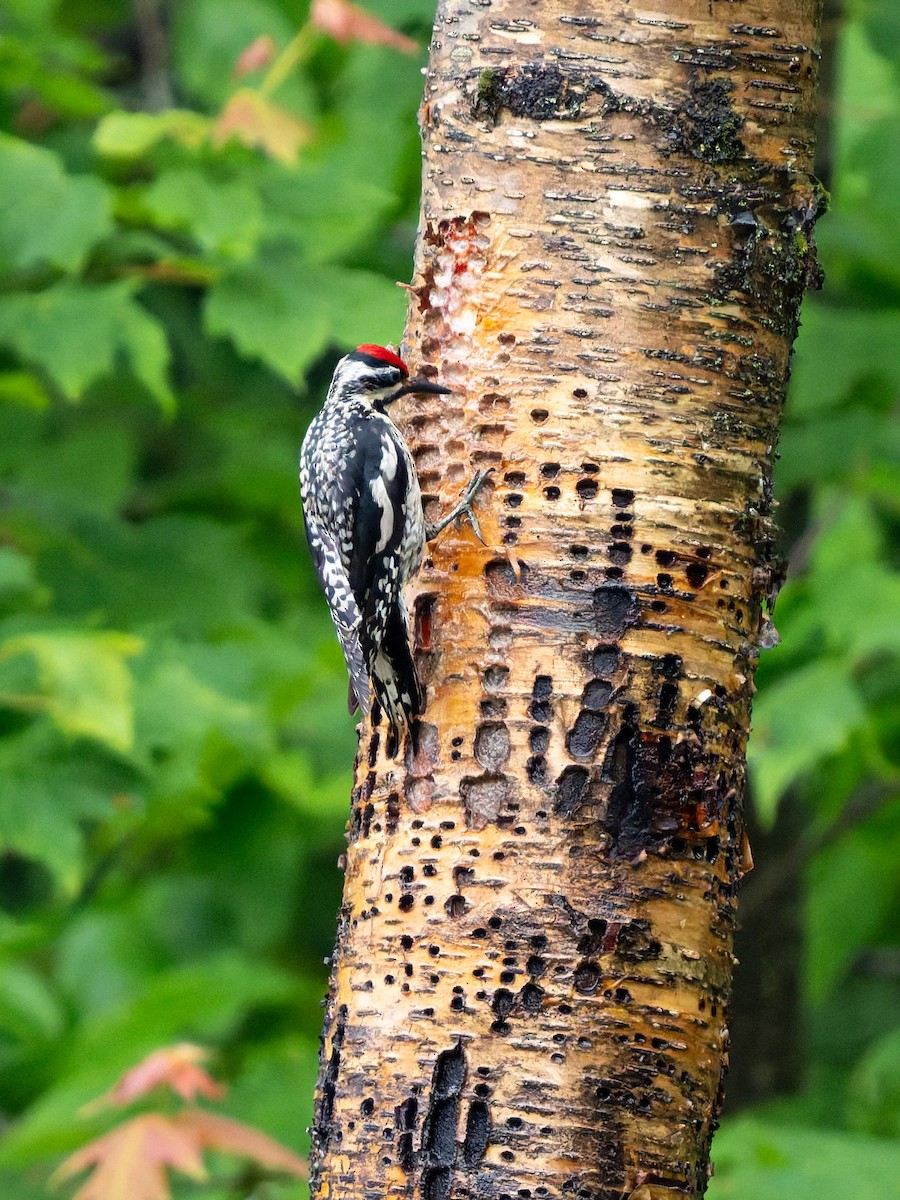 Yellow-bellied Sapsucker - ML638847896