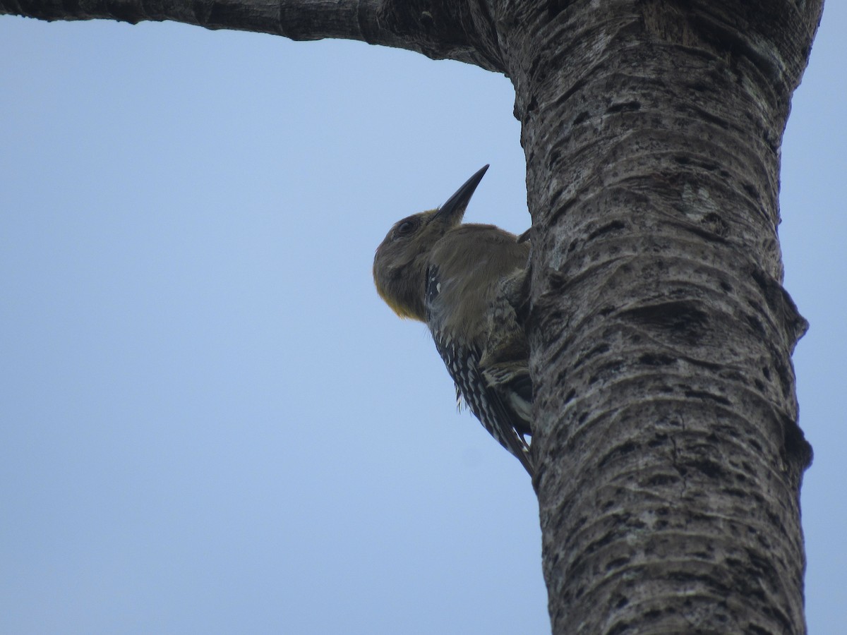 Hoffmann's Woodpecker - ML638847936
