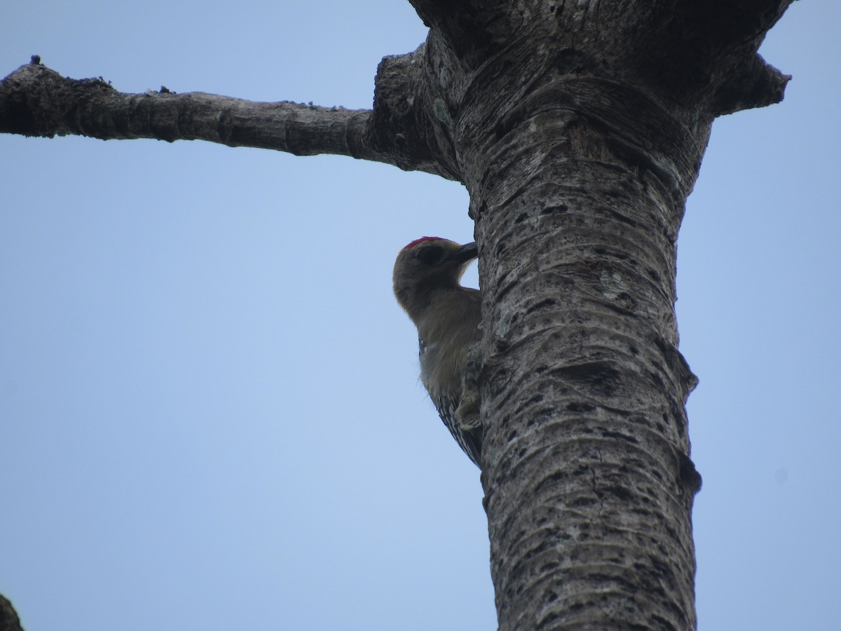 Hoffmann's Woodpecker - ML638847937