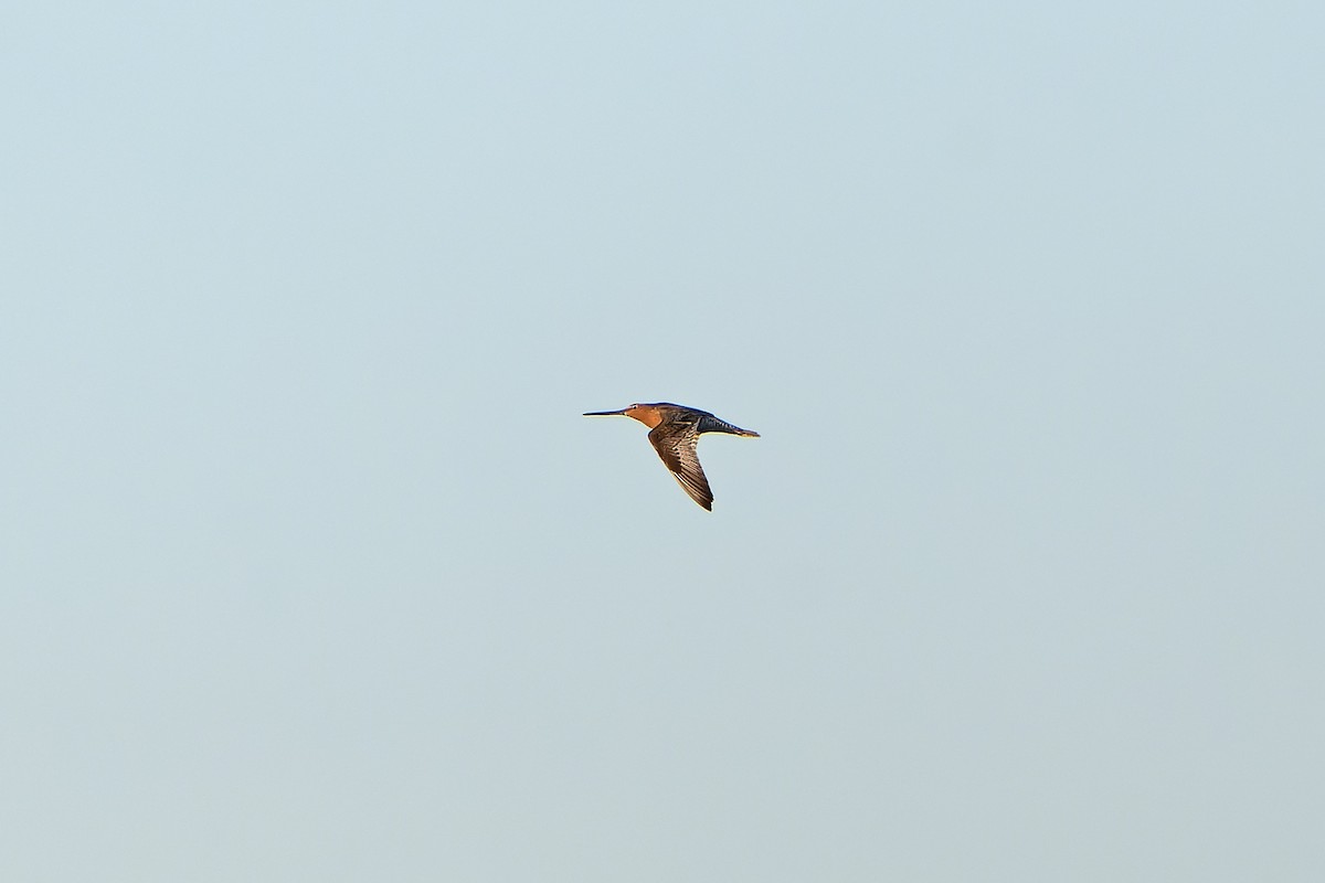 Asian Dowitcher - ML638847948