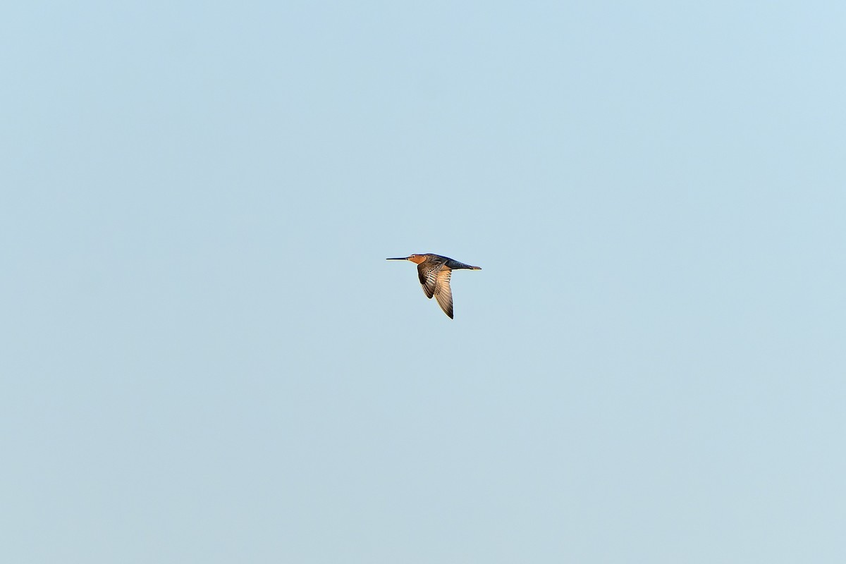 Asian Dowitcher - ML638847949