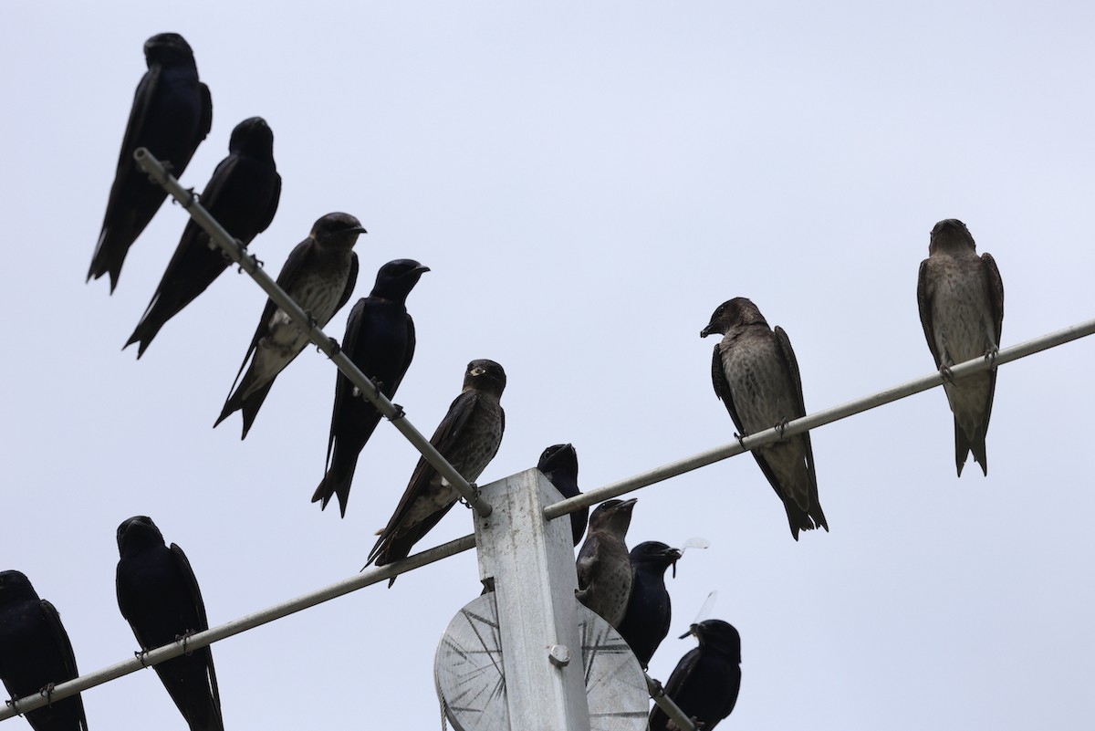 Purple Martin - ML638847984