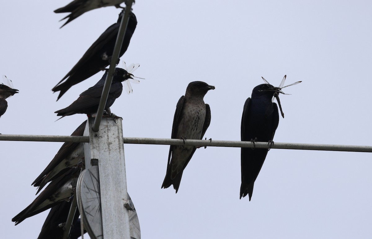 Purple Martin - ML638847985