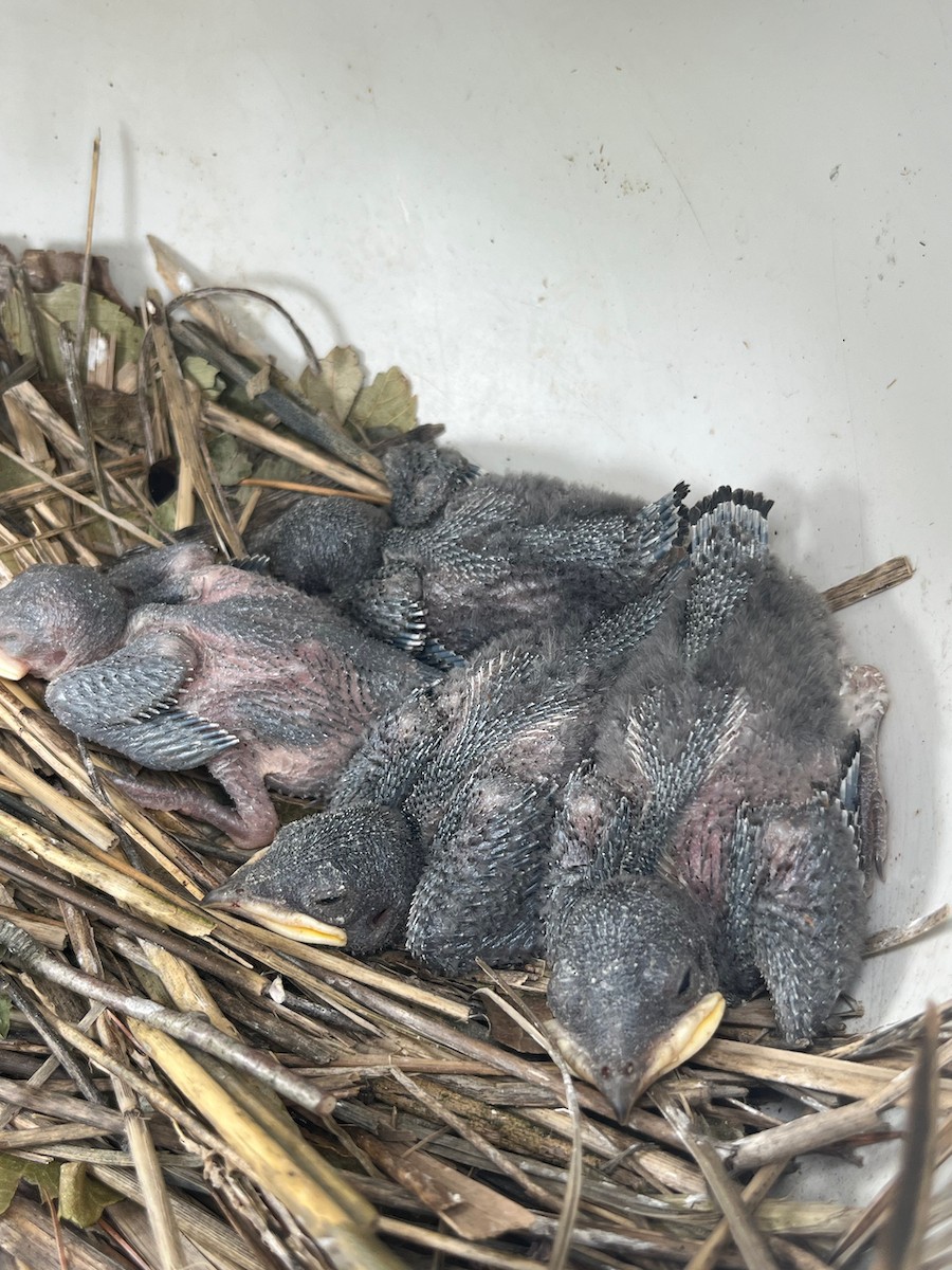 Purple Martin - ML638847986